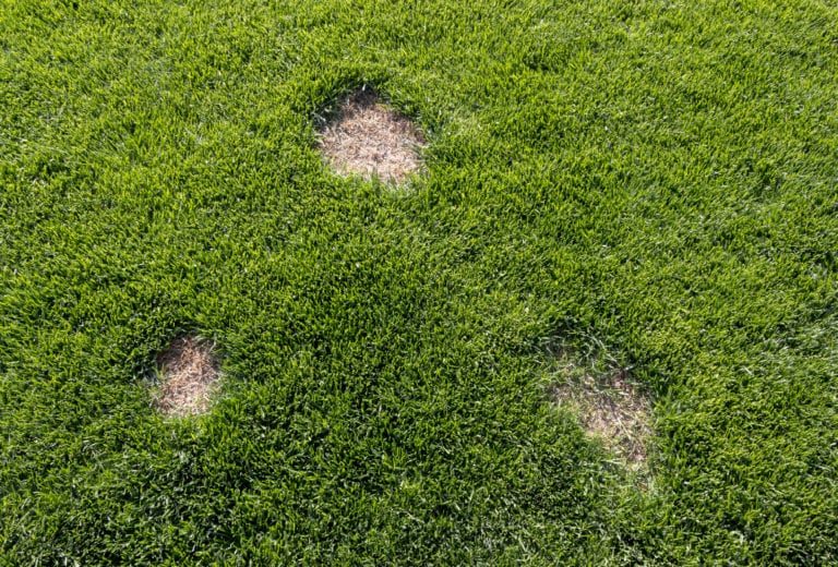 Pests and disease cause amount of damage to green lawns, lawn in bad condition and need maintaining