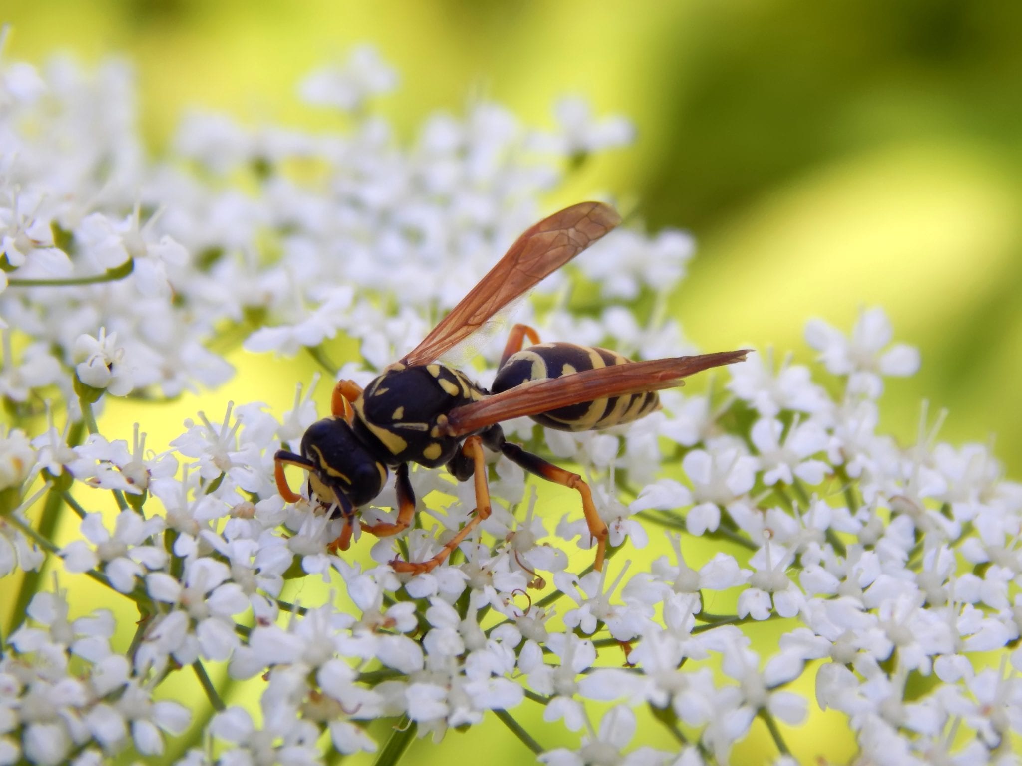 103190009 - wild wasp on white meadow flowers close-up