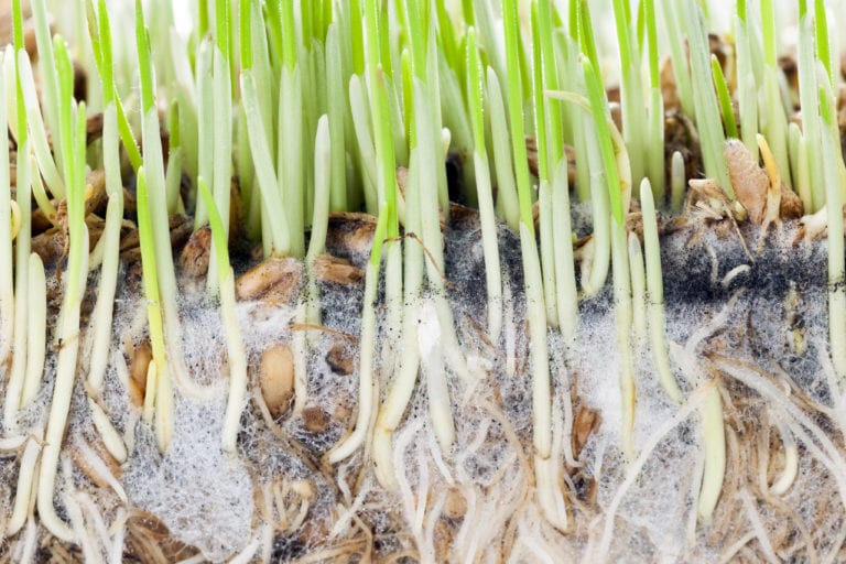 green sprouts and white roots with black spots of grown wheat, closeup