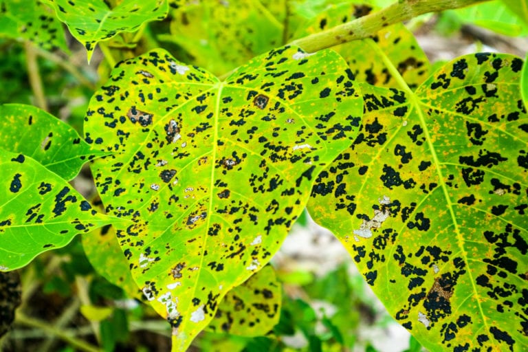 Leaf blight with grey centre and with brown border occur in large number in nursery or on young plants in the field