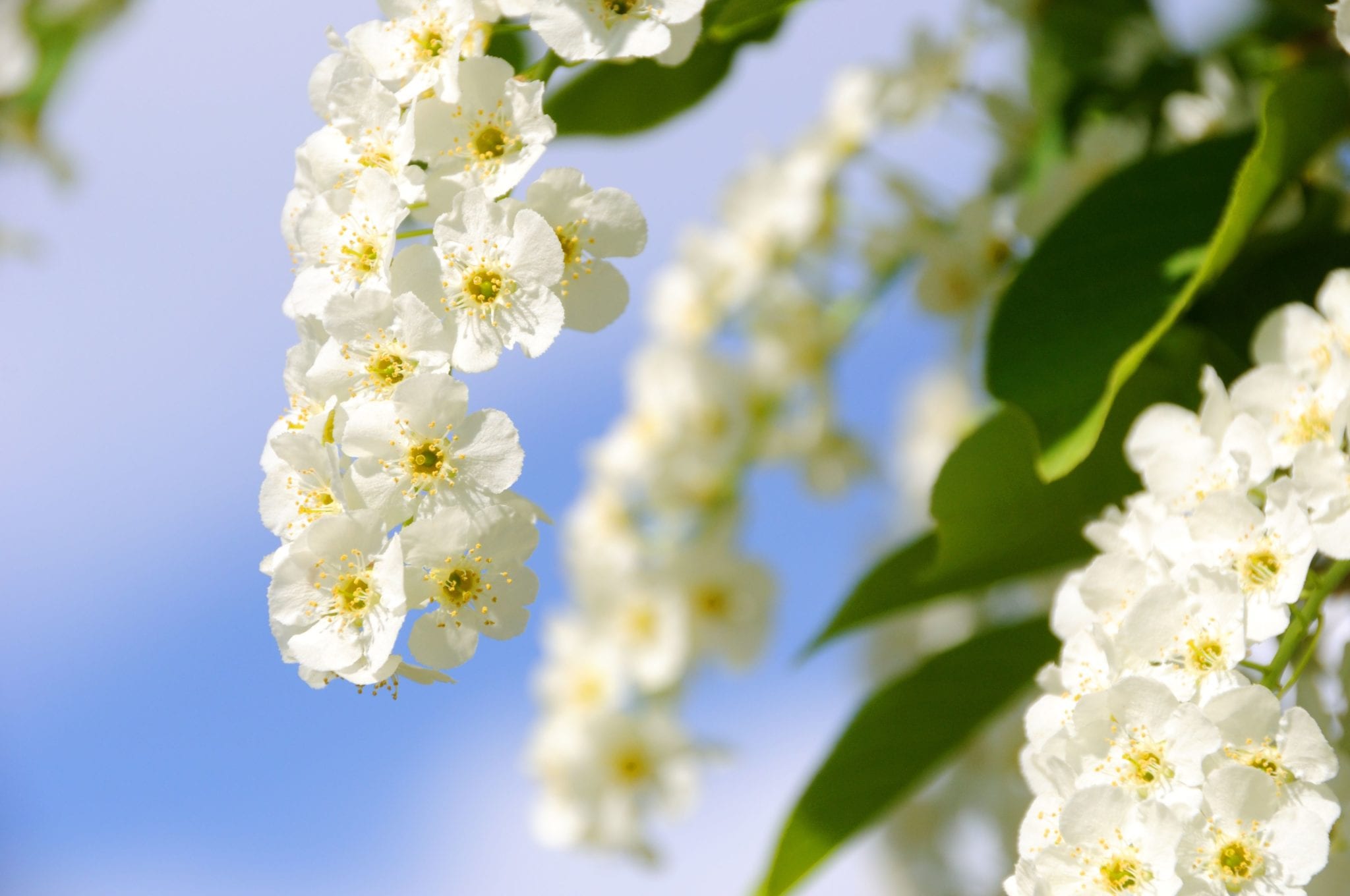 7626396 - choke cherry in bloom