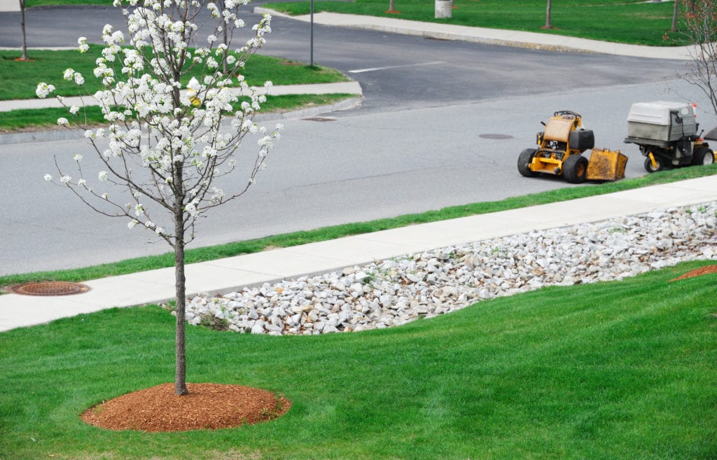Tree Care Service Denver, CO Shrub Care Tree Treatment