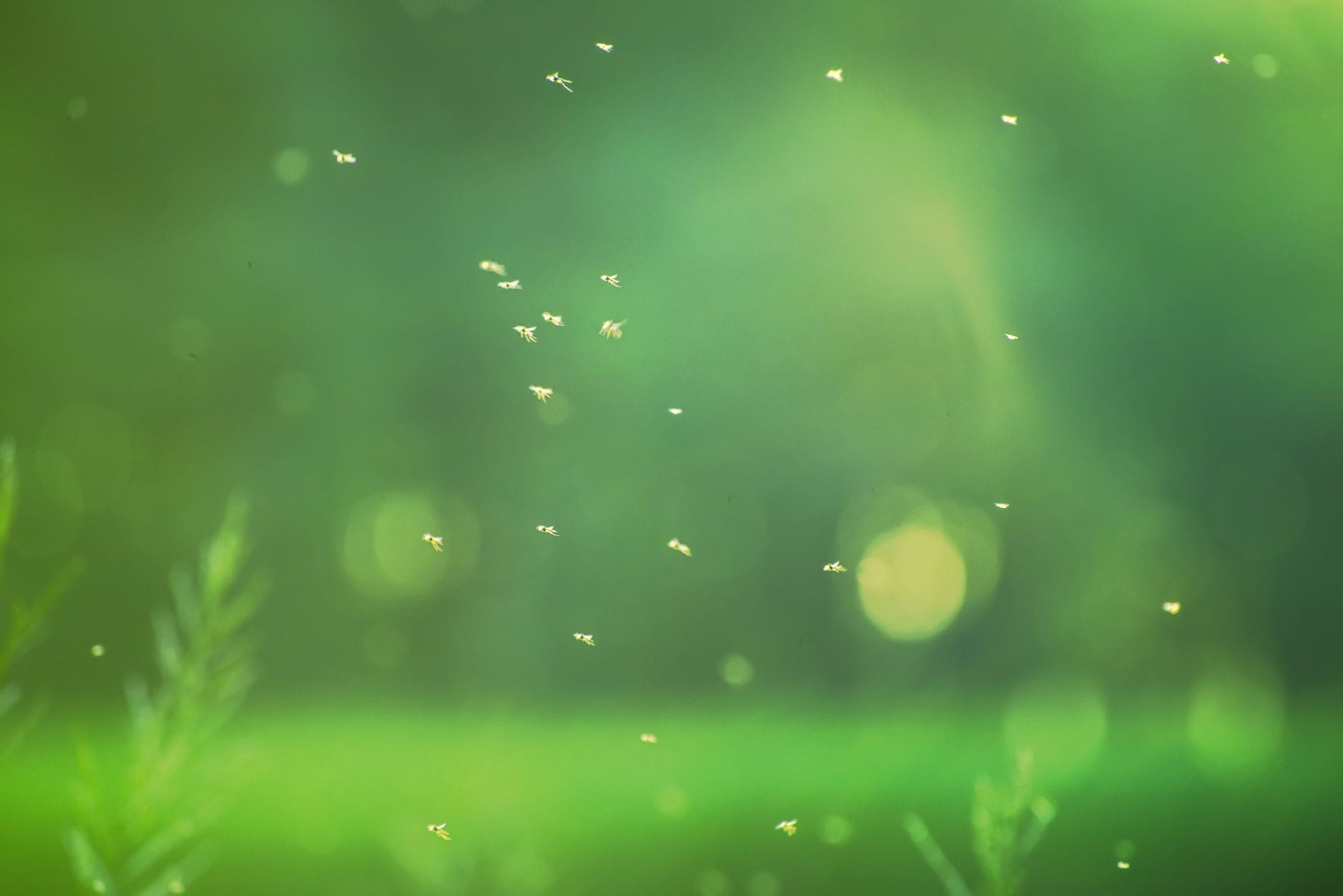 Gnat Control Aurora, CO Exterminator Pest Control